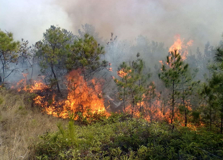 数字林业火警视频监控通信方案