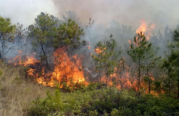 腾博会森林防火无线传输系统方案详解