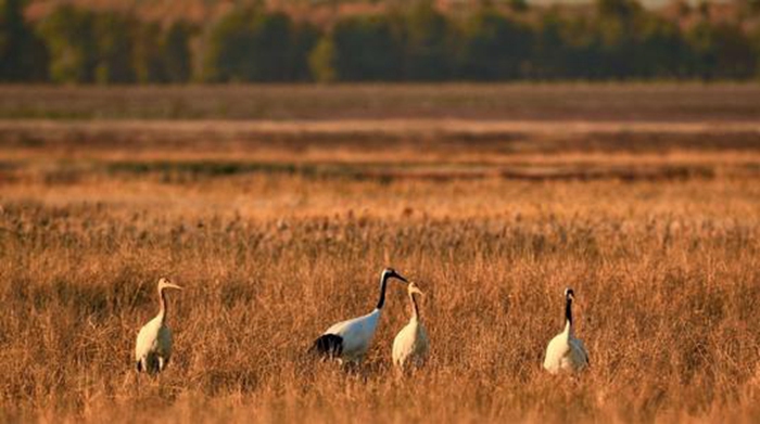 双辽白鹤省级自然保护区